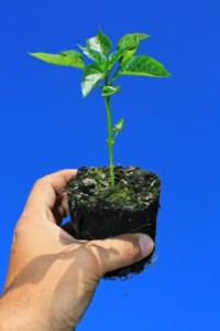 Sapling in soil in a persons hand
