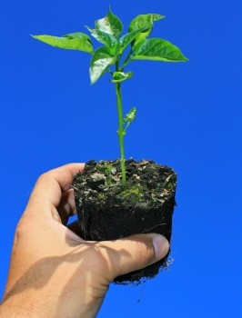Sapling in soil in a persons hand